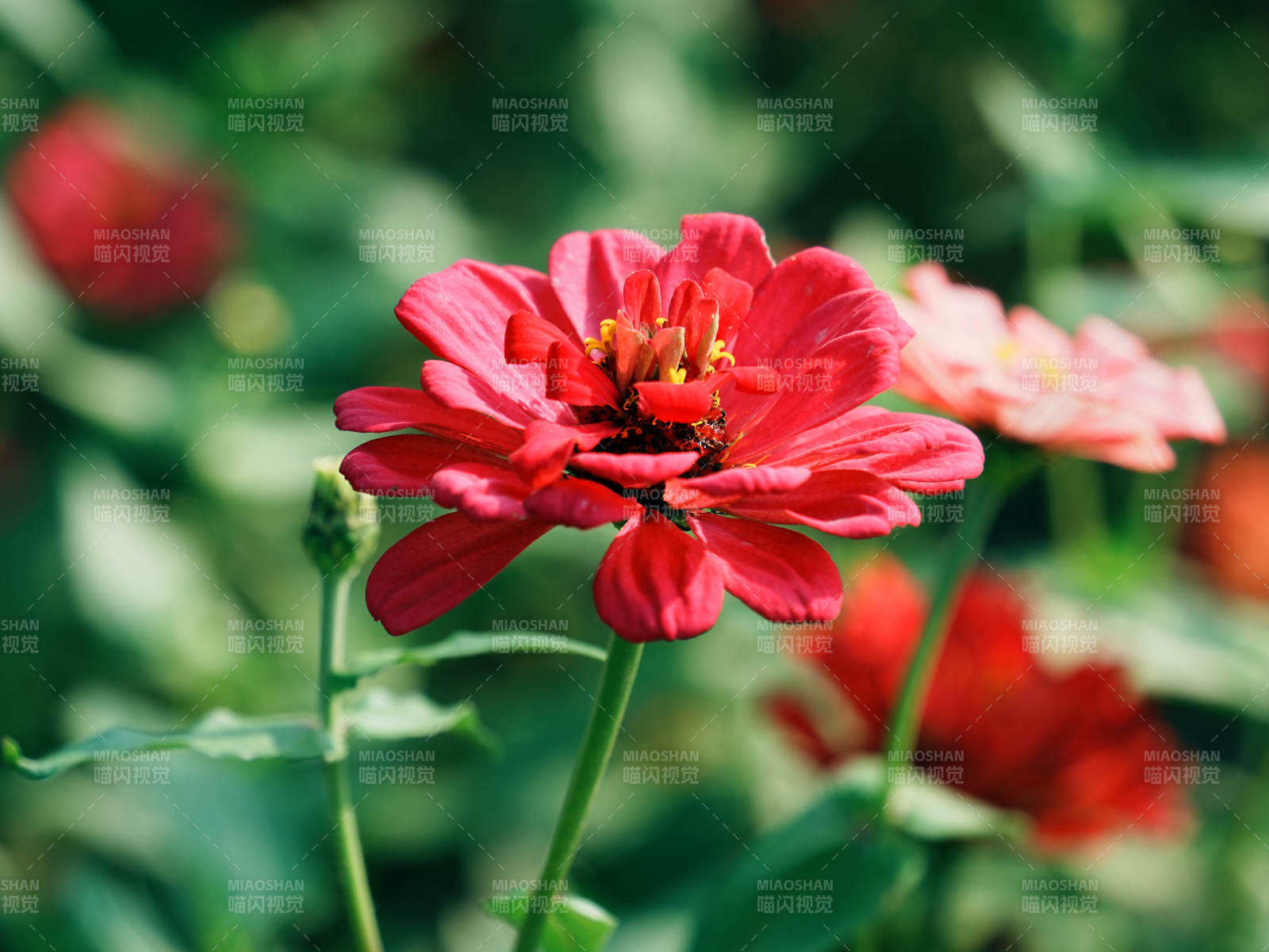 紅色雛菊的美麗綻放
