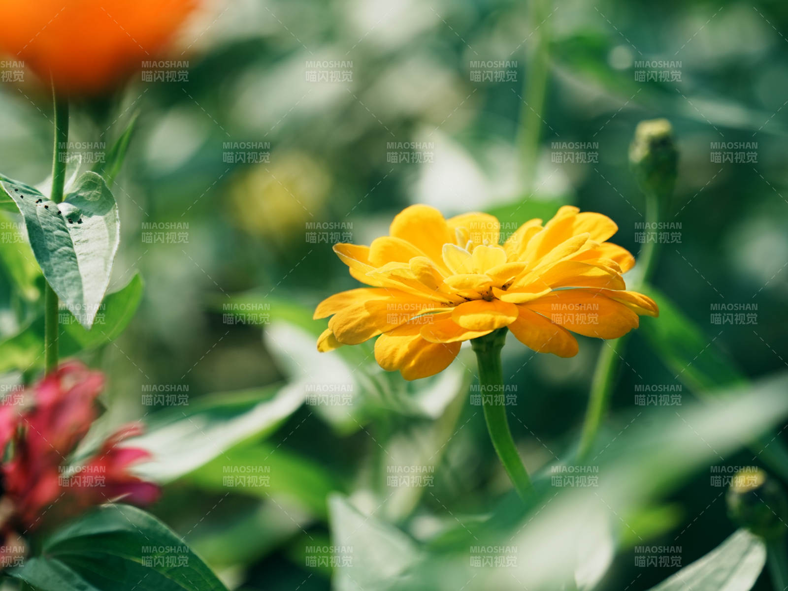 陽光下的橙色花朵