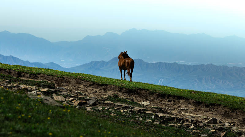 山巔孤馬望遠山 東靈山