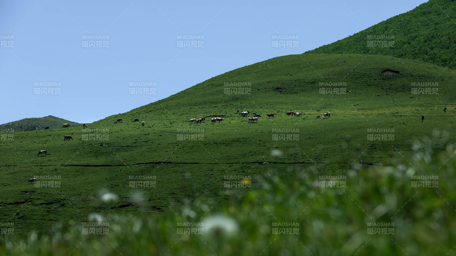 草原上的寧靜時光 東靈山