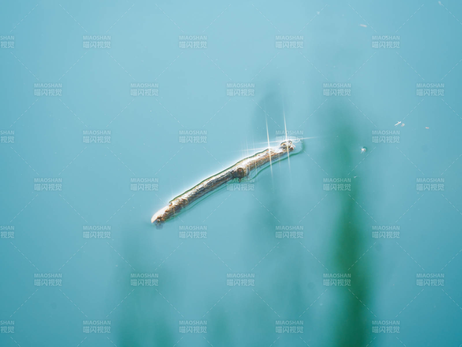 水中的浮木