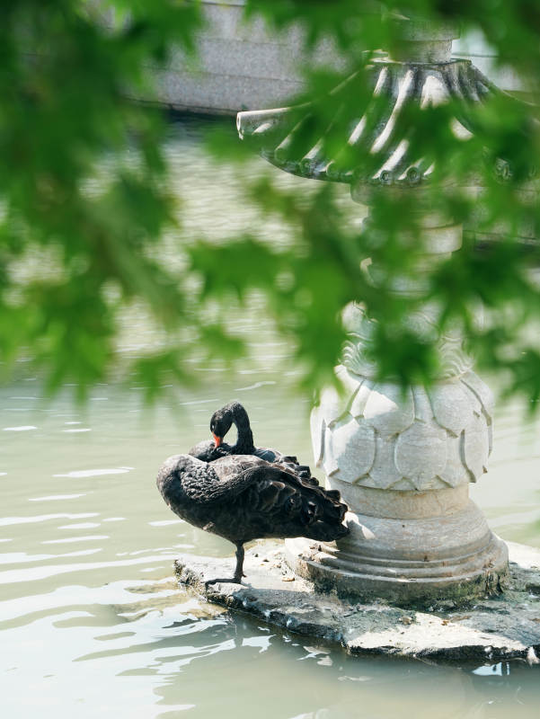 黑天鵝棲息于石柱之上