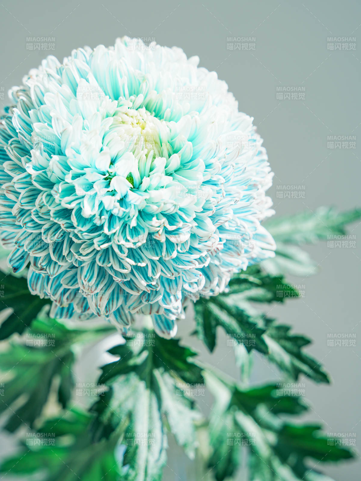 藍白漸變菊花特寫