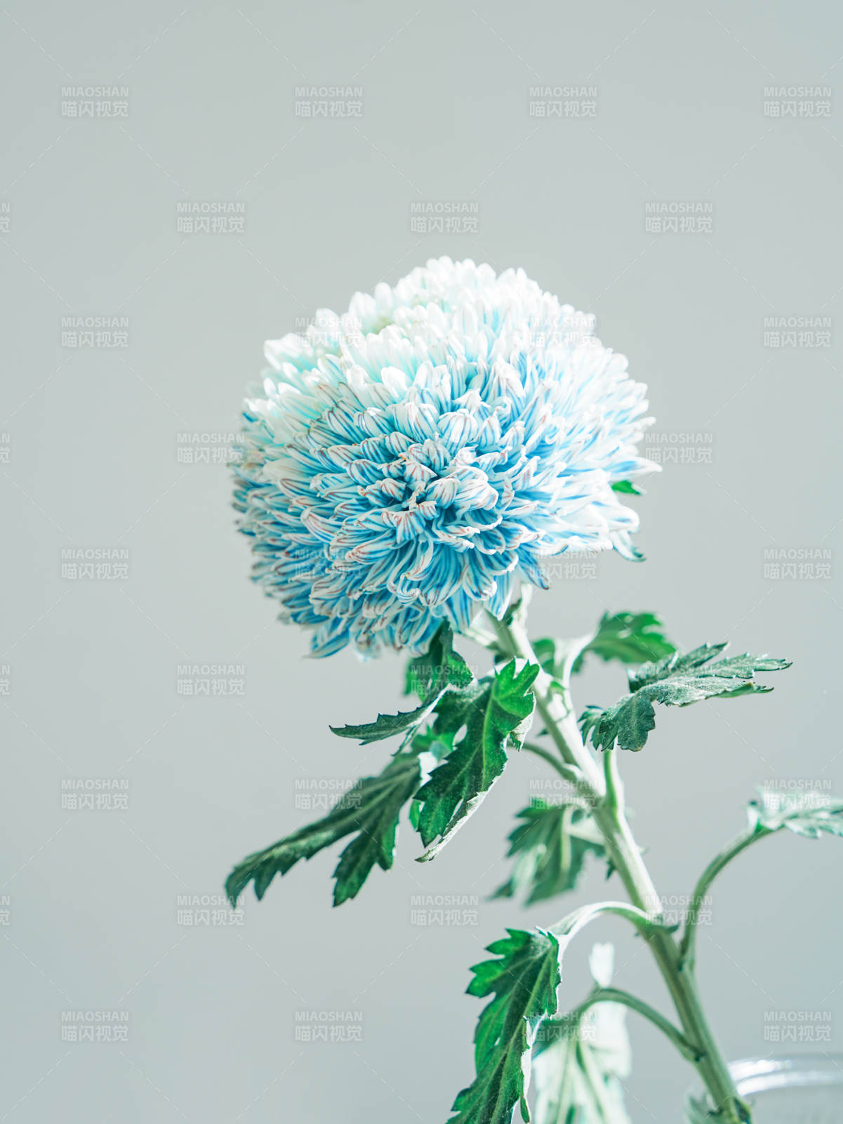 藍(lán)色菊花靜謐之美