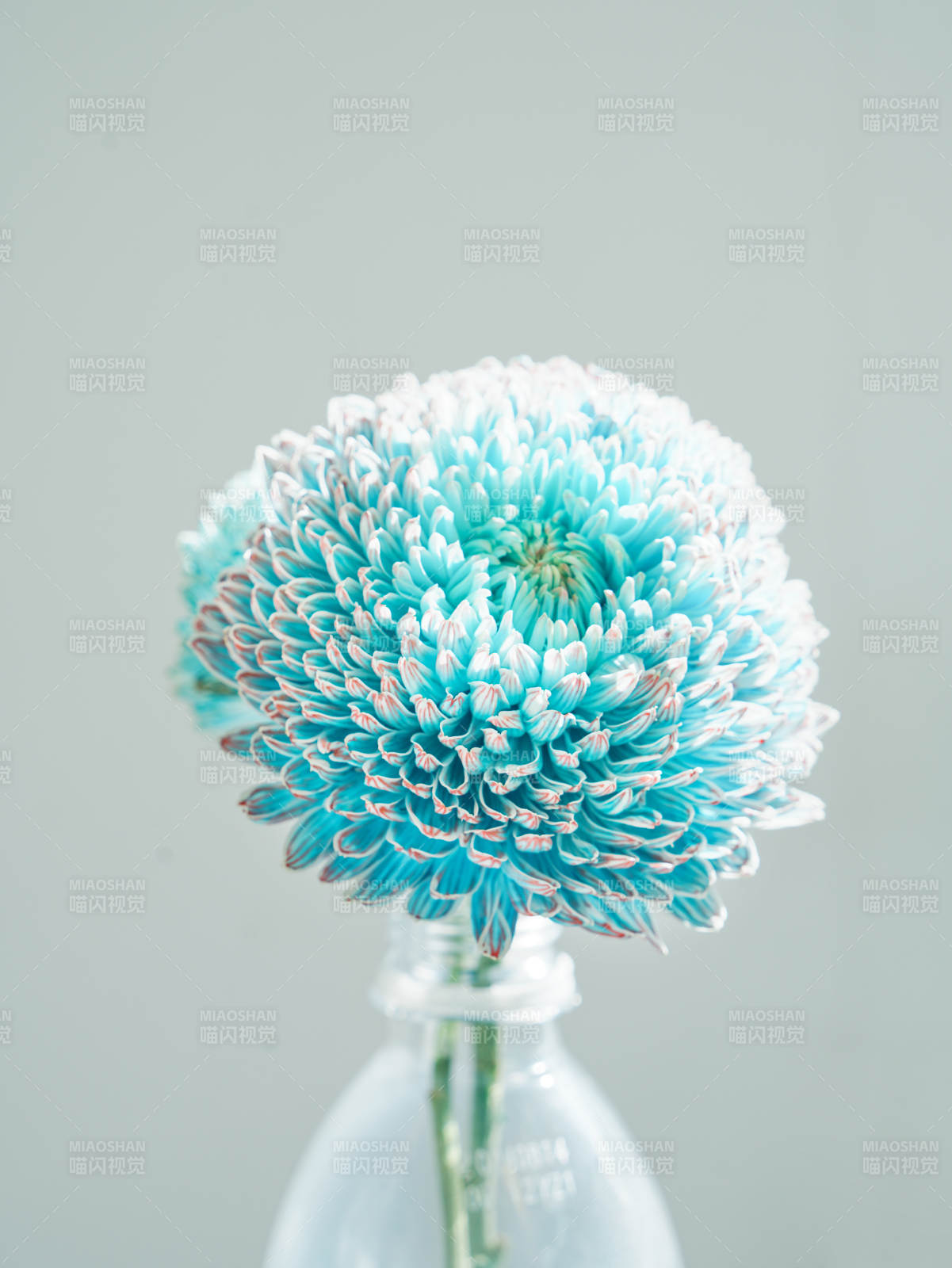 藍白相間的菊花特寫