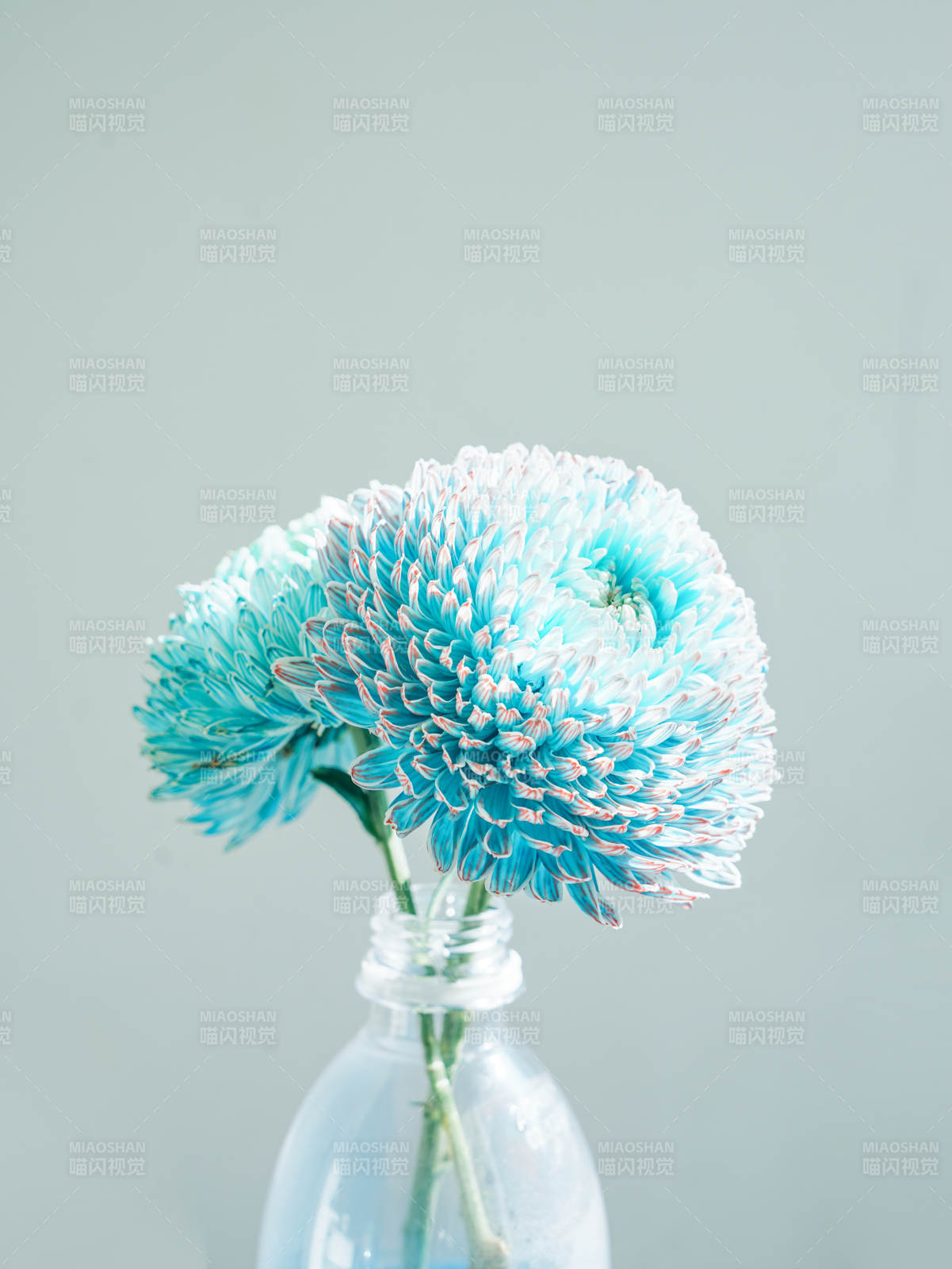 藍色菊花瓶中綻放