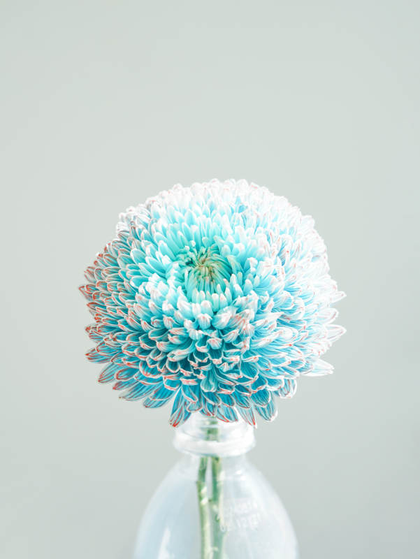 藍色菊花靜謐之美