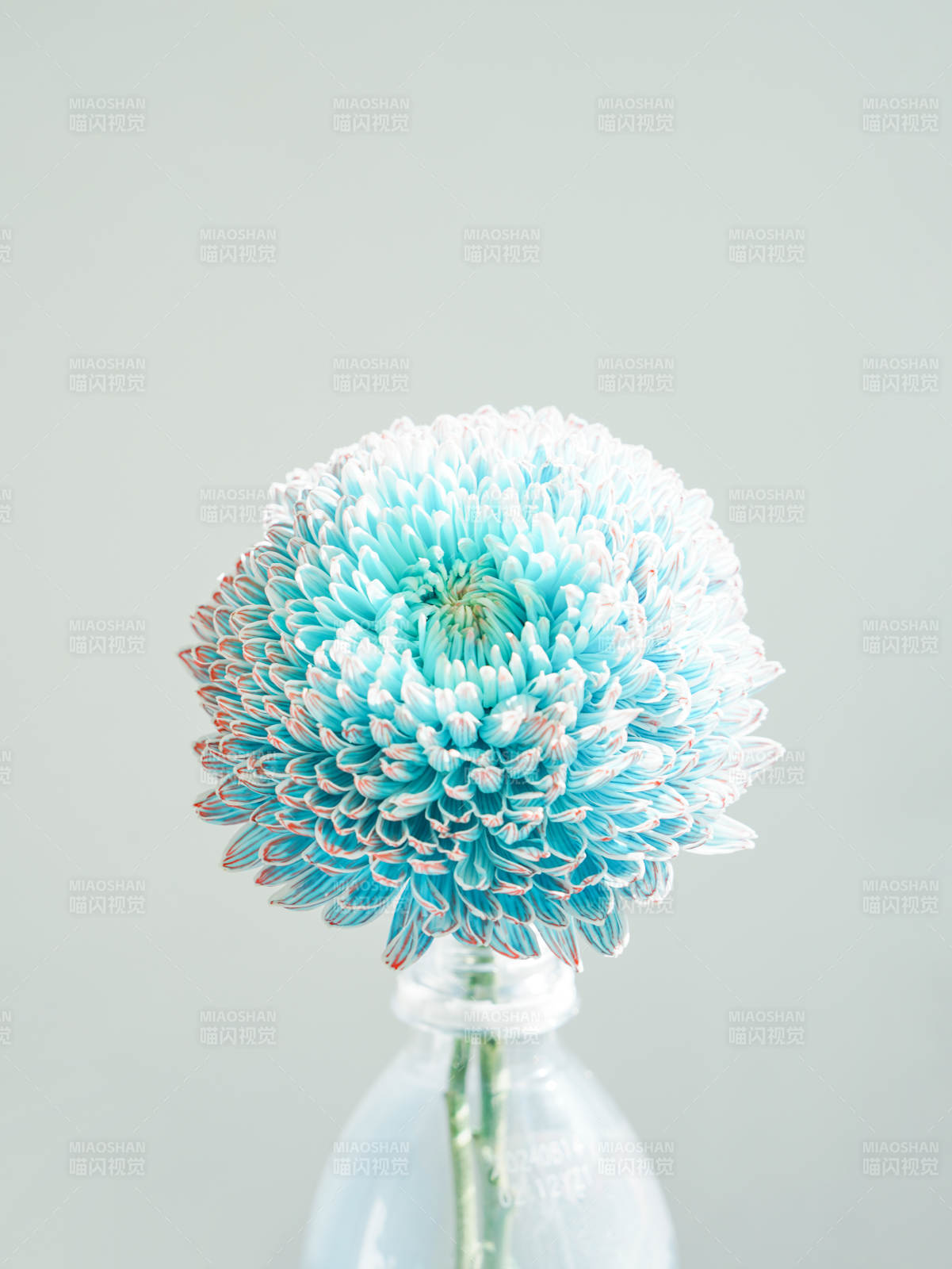 藍色菊花靜謐之美
