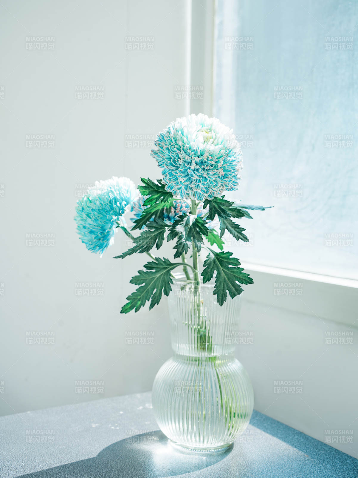 窗邊藍菊靜謐時光