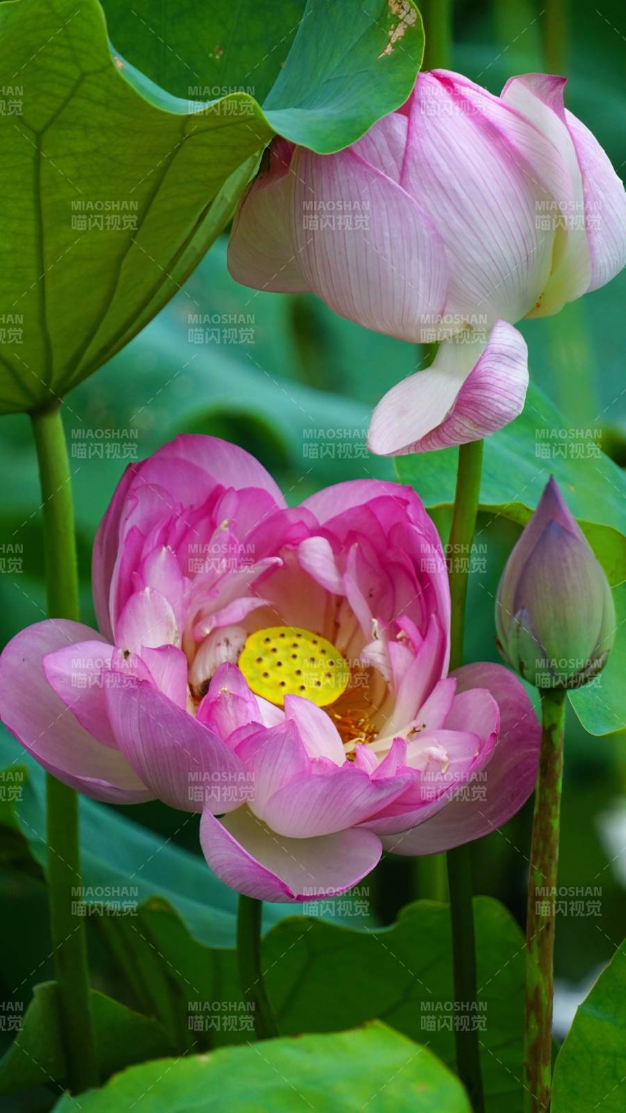 粉色蓮花綻放 綠葉相伴