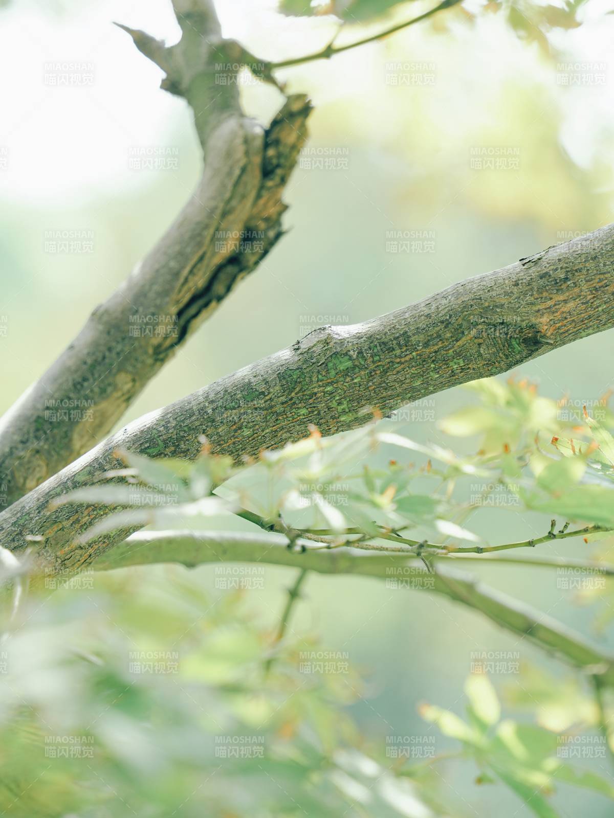 樹影婆娑 綠意盎然