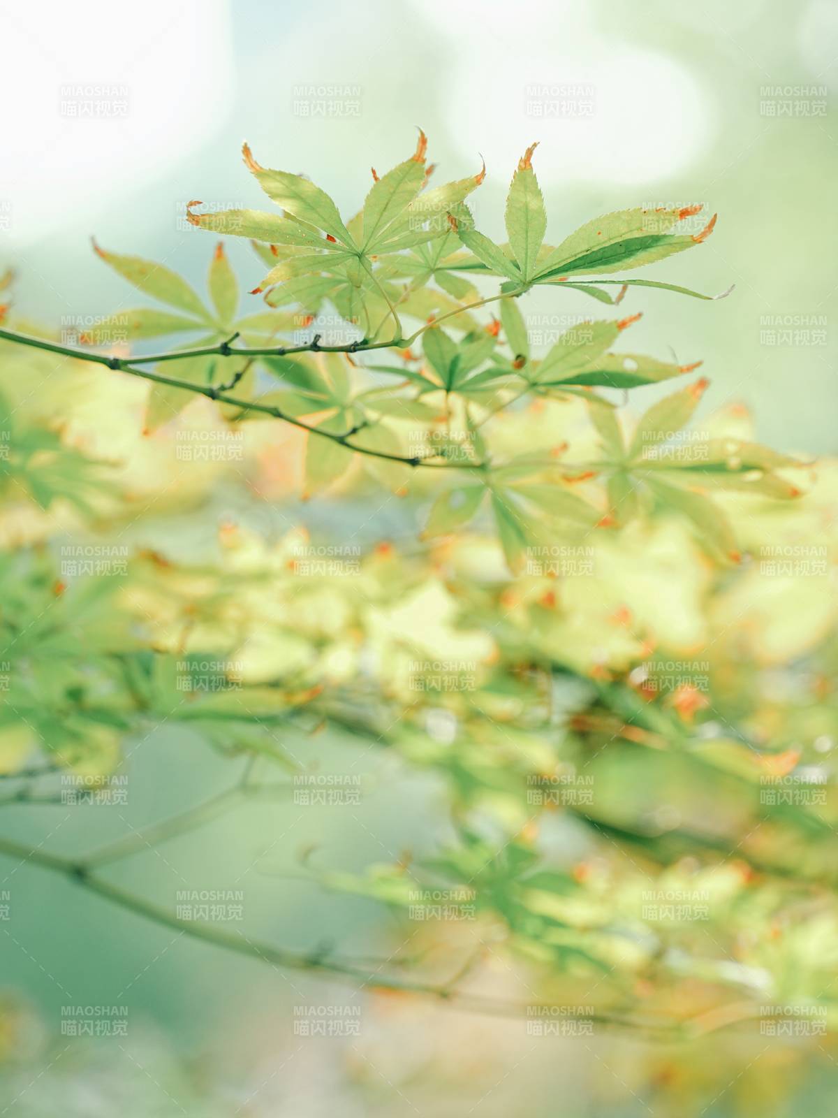 綠葉輕舞 春意盎然