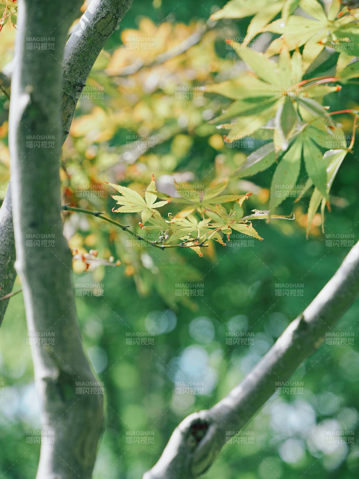 綠葉映枝 自然之美