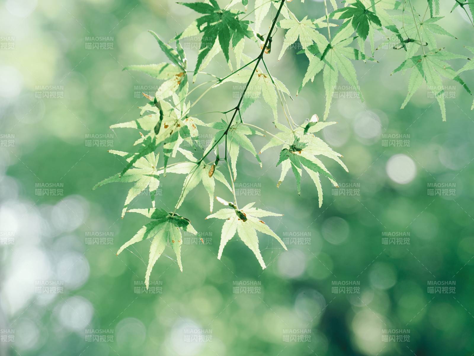 綠葉輕舞 春意盎然