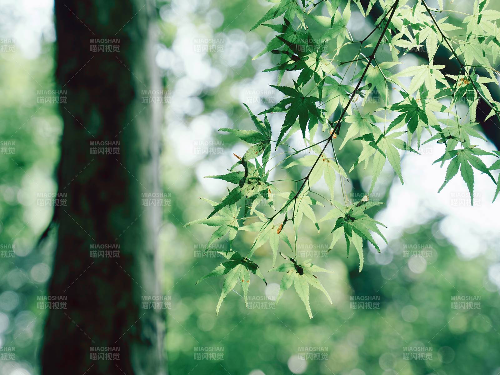 綠葉映襯樹干的寧靜