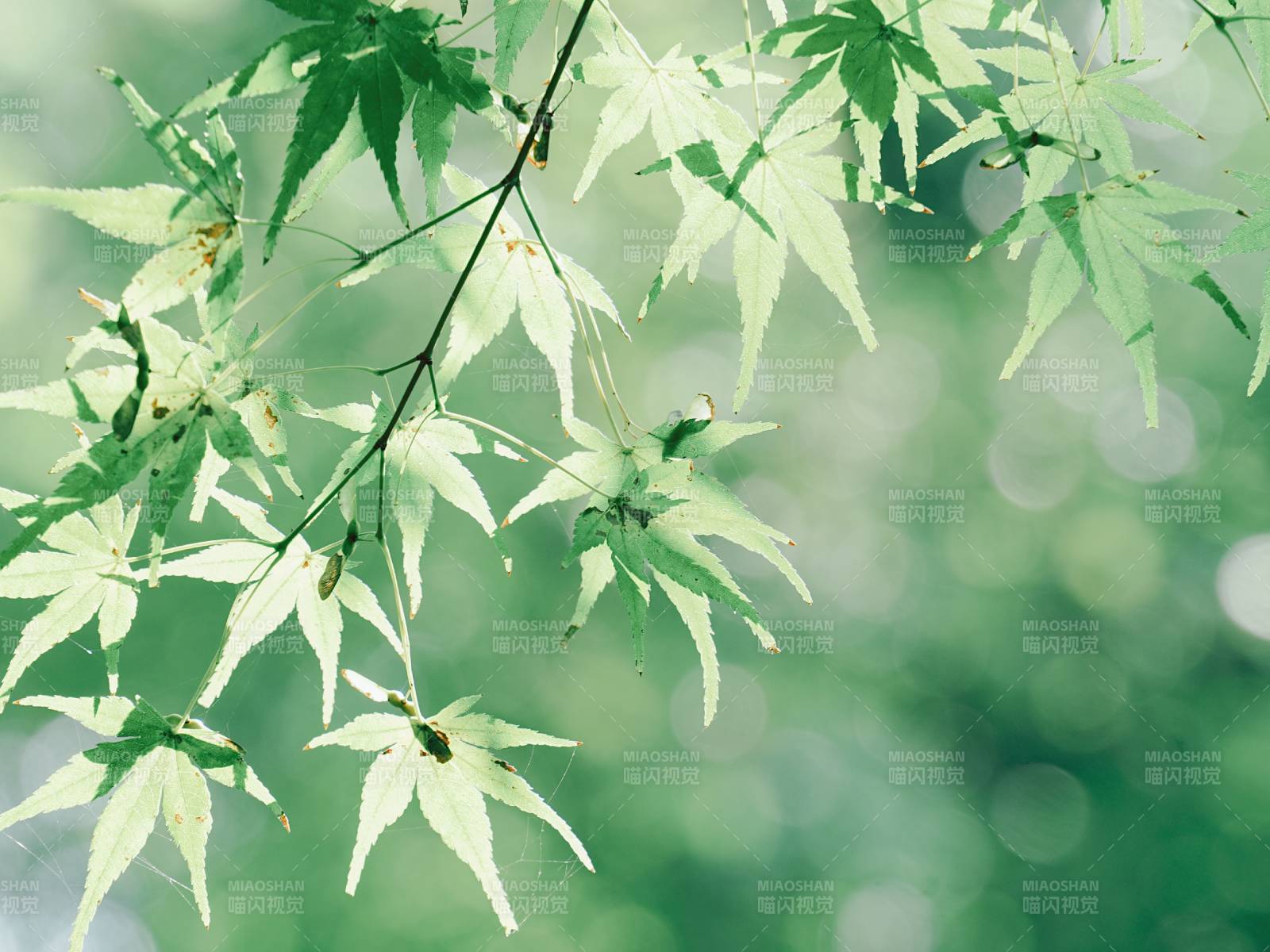 綠葉輕舞 春意盎然
