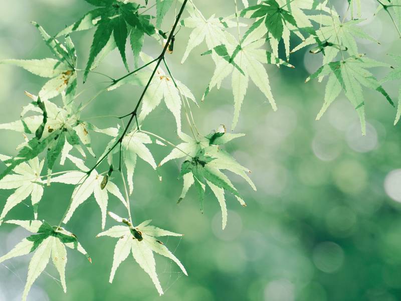 綠葉輕舞 春意盎然