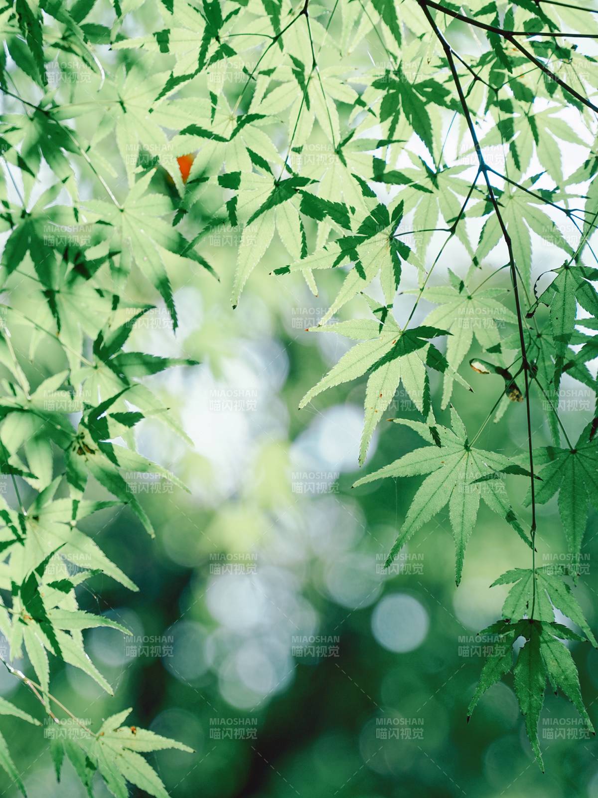 綠葉婆娑 光影斑駁