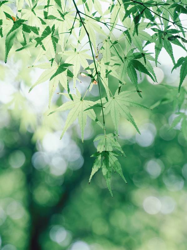 綠葉輕舞 春意盎然