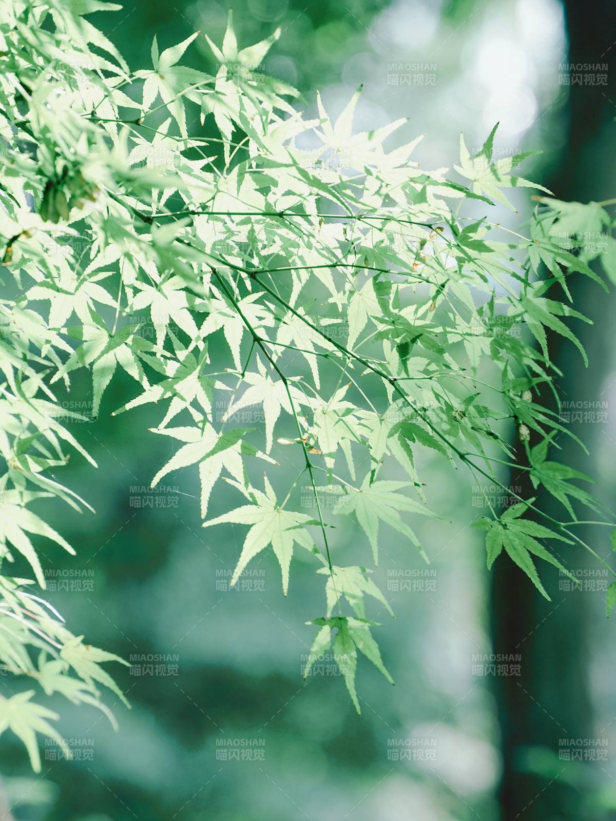 綠葉映光 清新自然