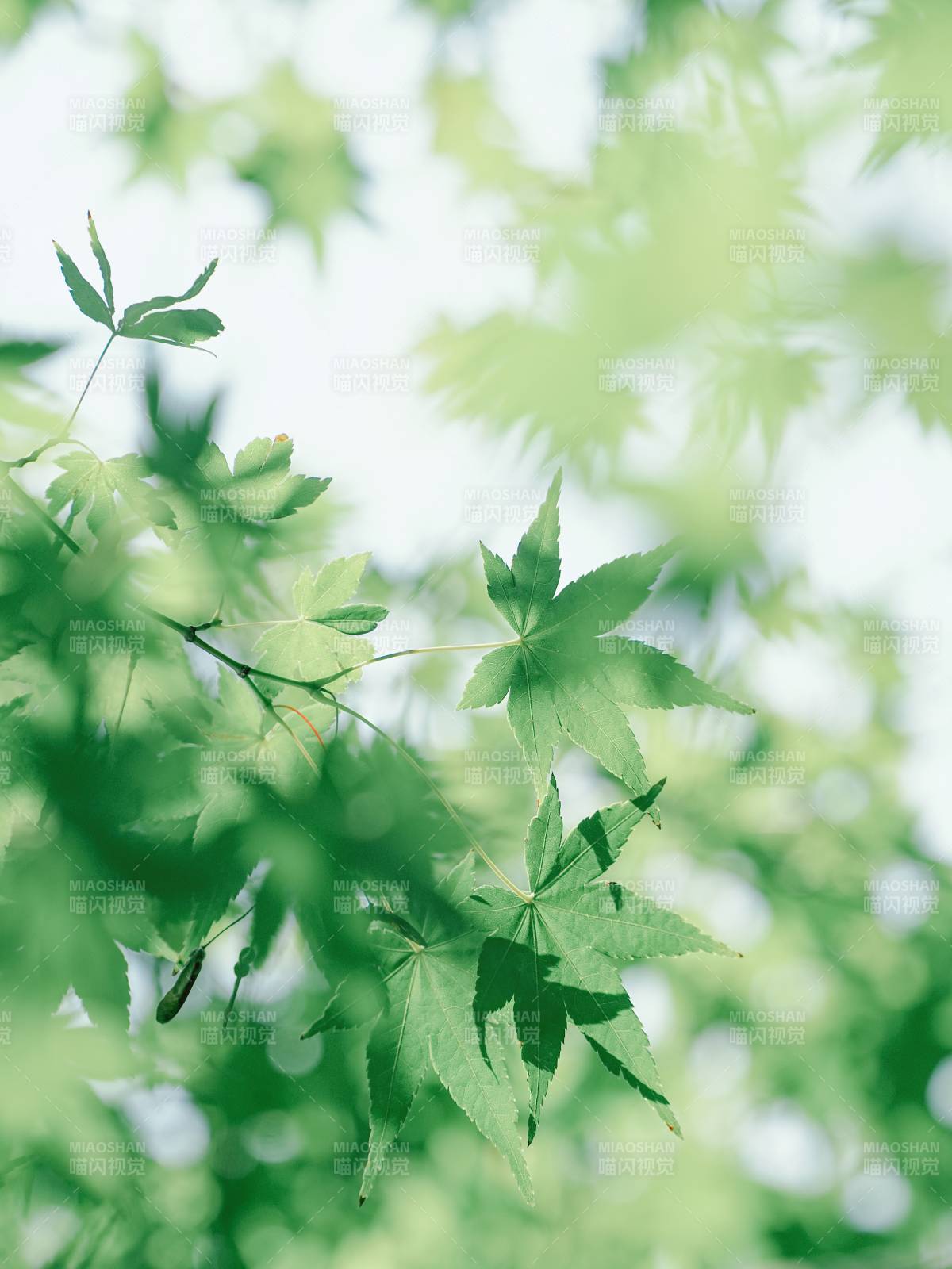 綠葉映春光 清新自然景