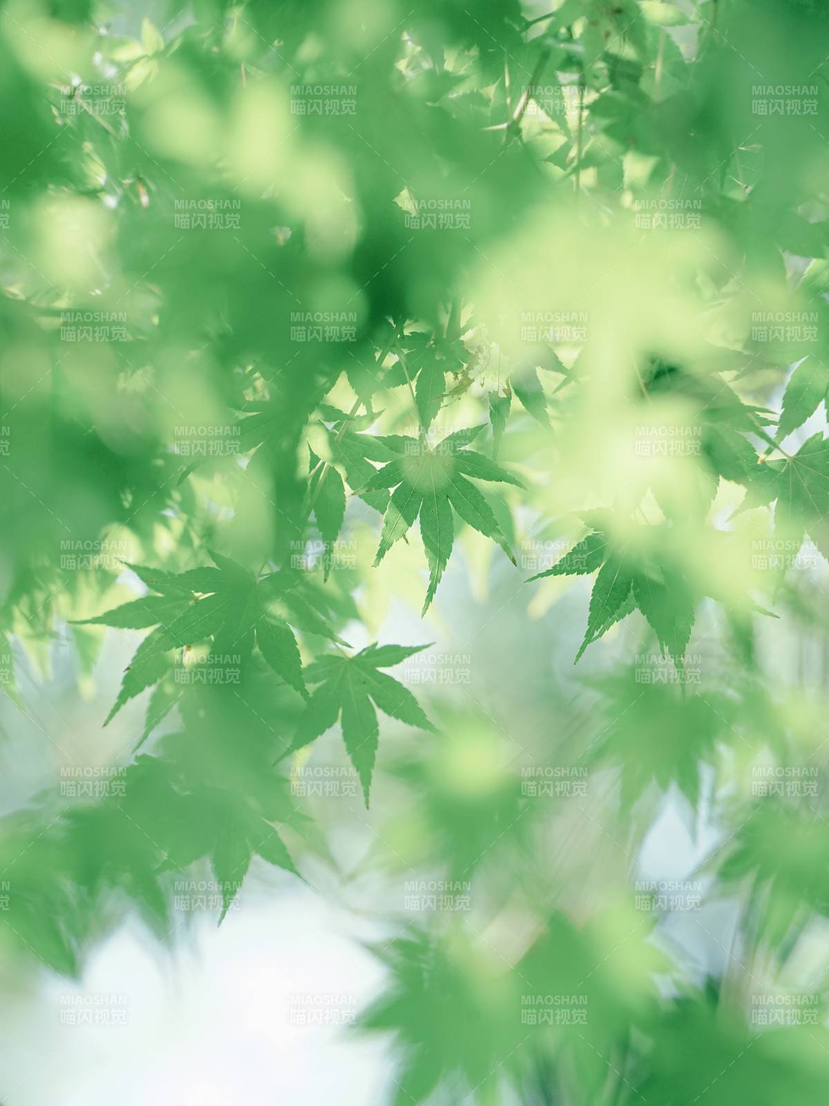 綠葉輕舞 自然清新