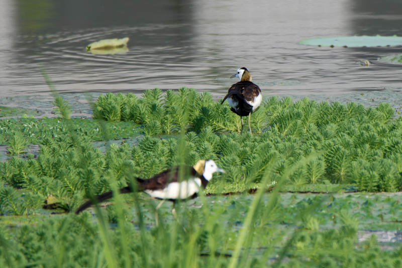 水鳥棲息綠植間