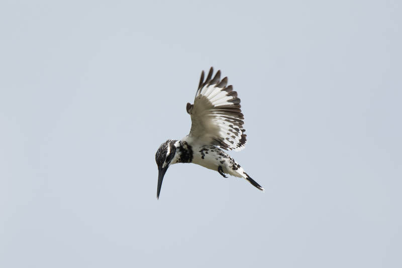 飛翔的斑魚狗鳥