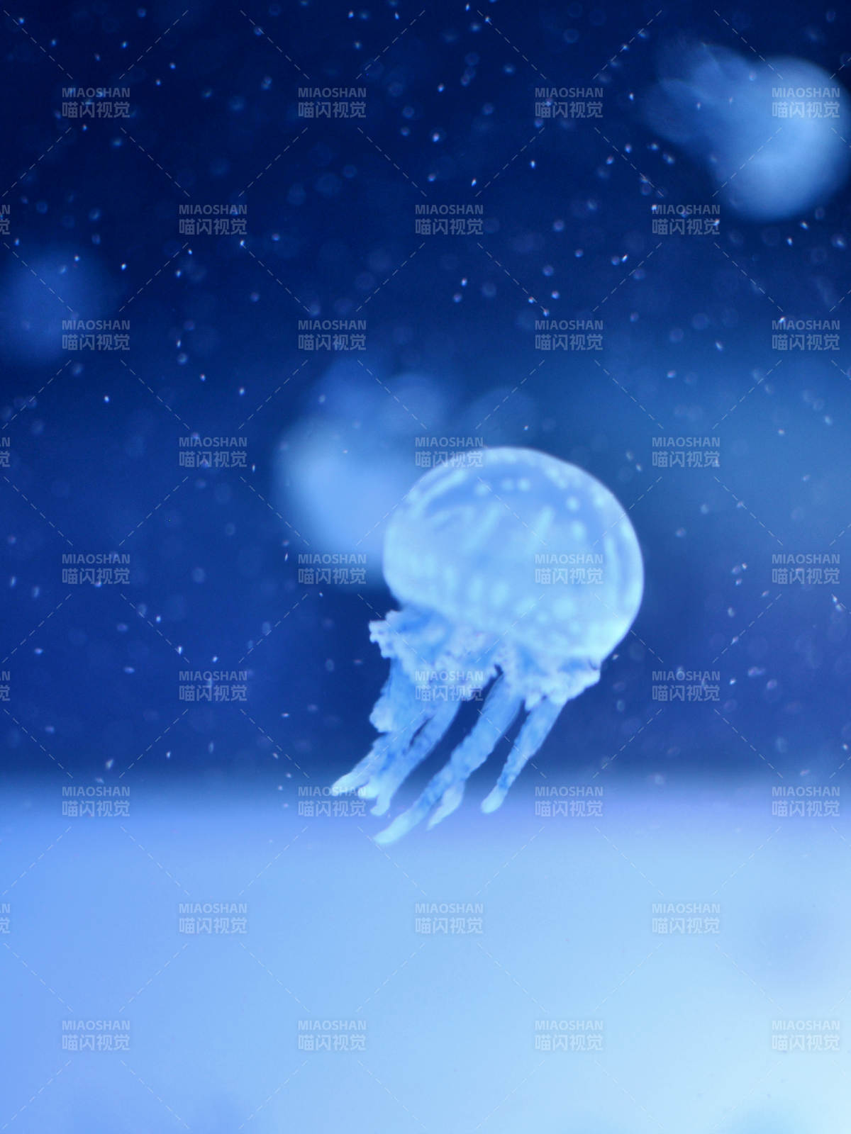 深海中的藍(lán)色水母