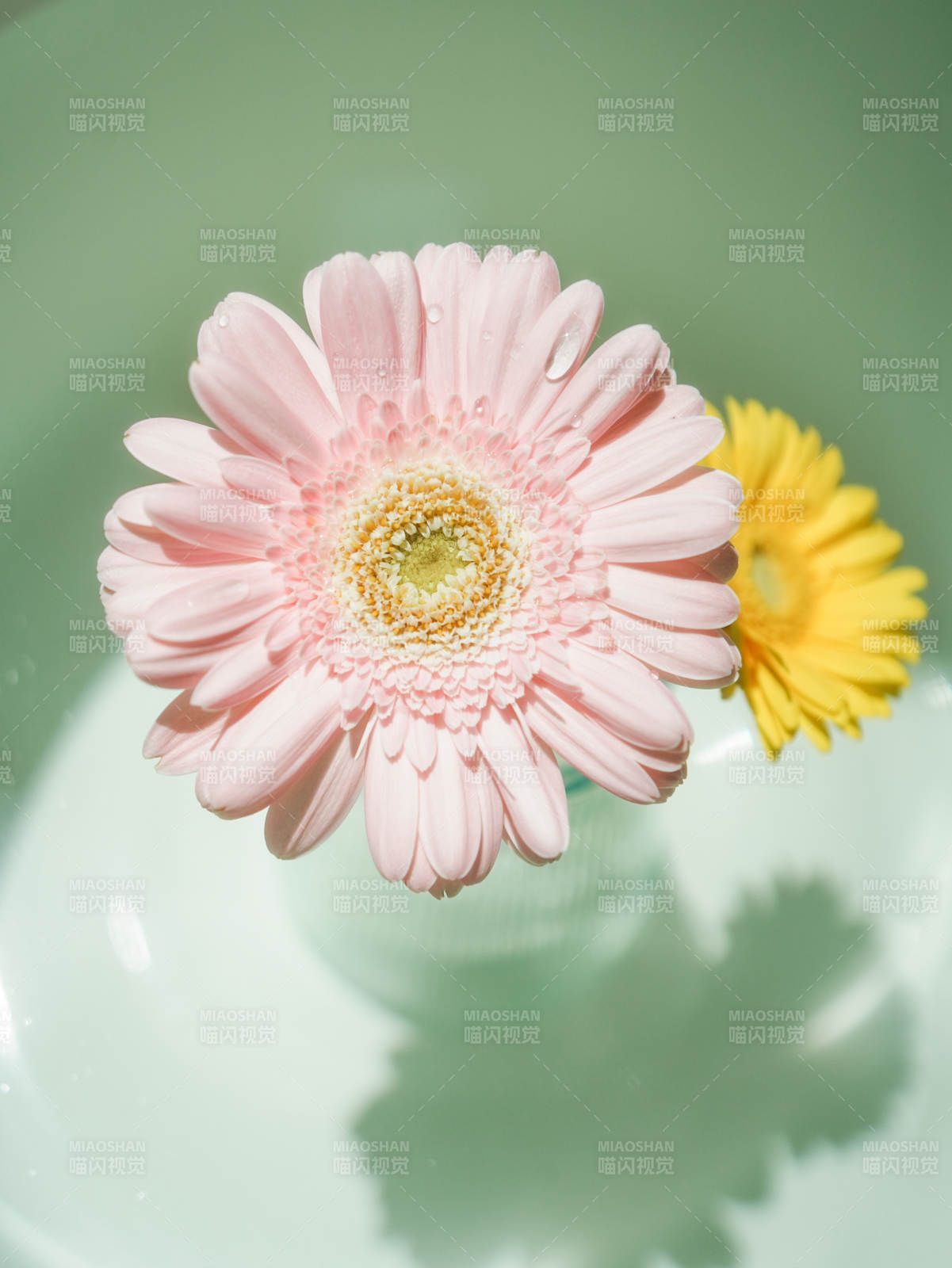 粉色與黃色的花影倒映