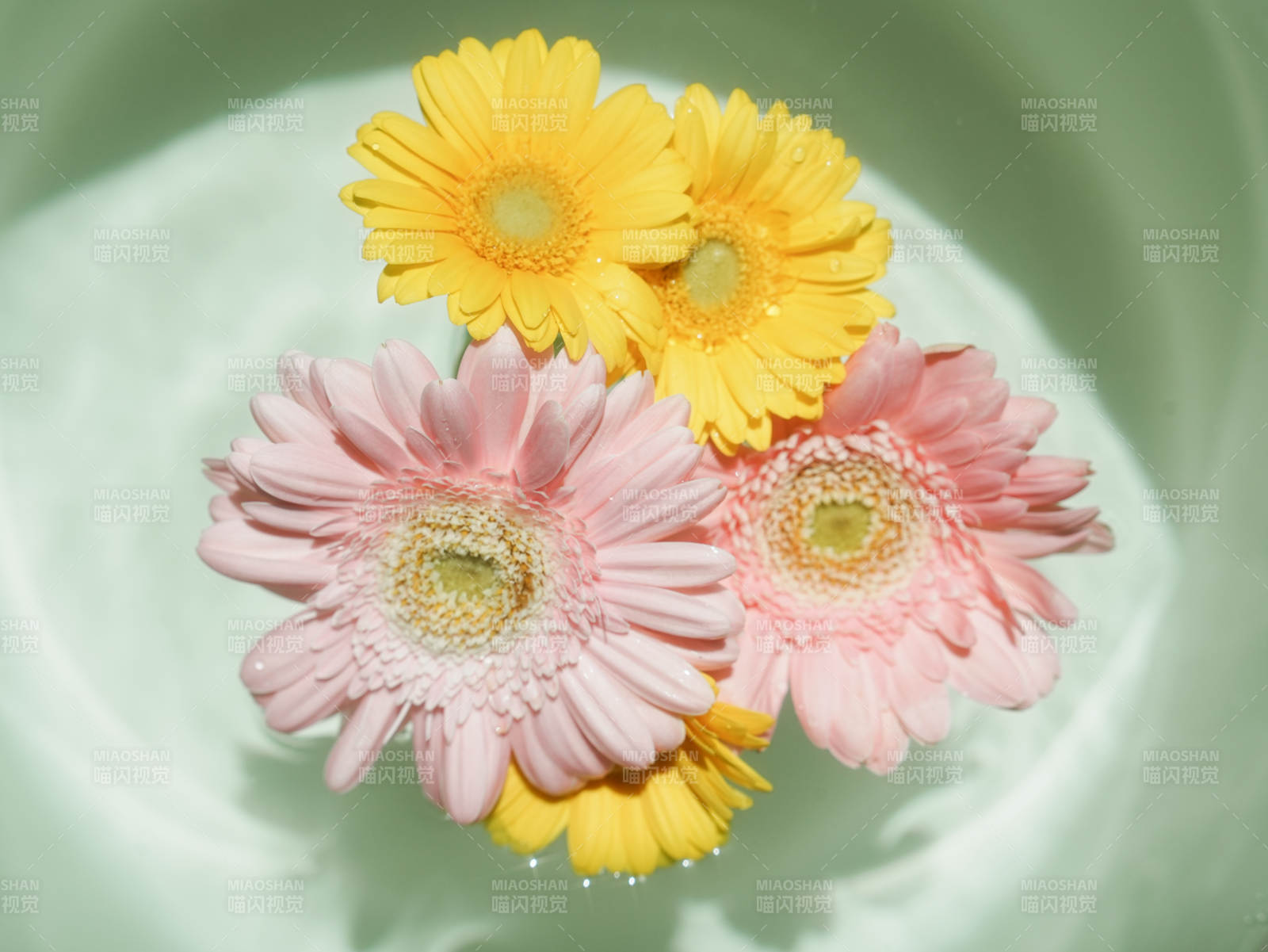 水中綻放的彩色雛菊