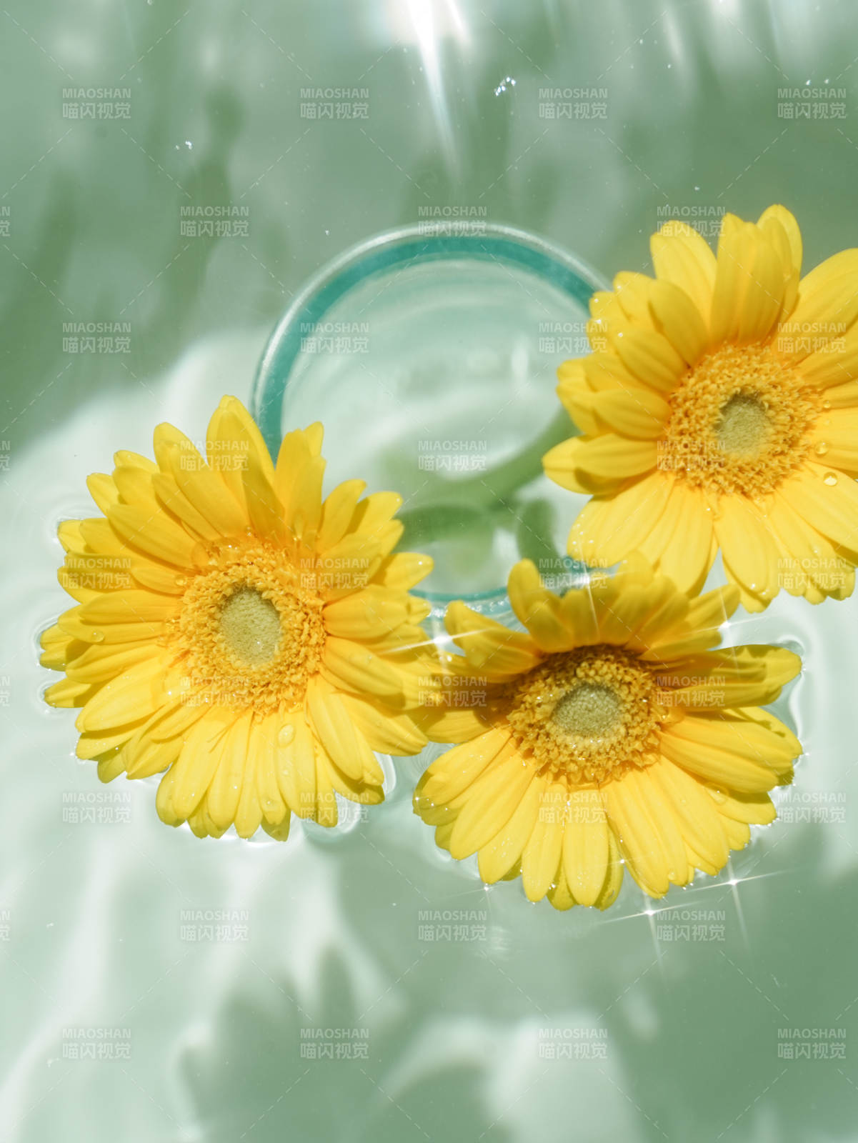 水中黃花 清新自然