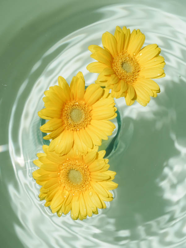 水中綻放的黃色雛菊