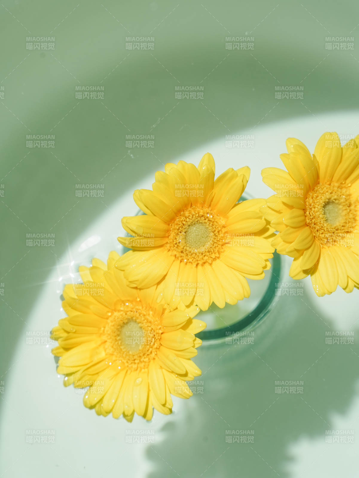 水中綻放的黃色雛菊