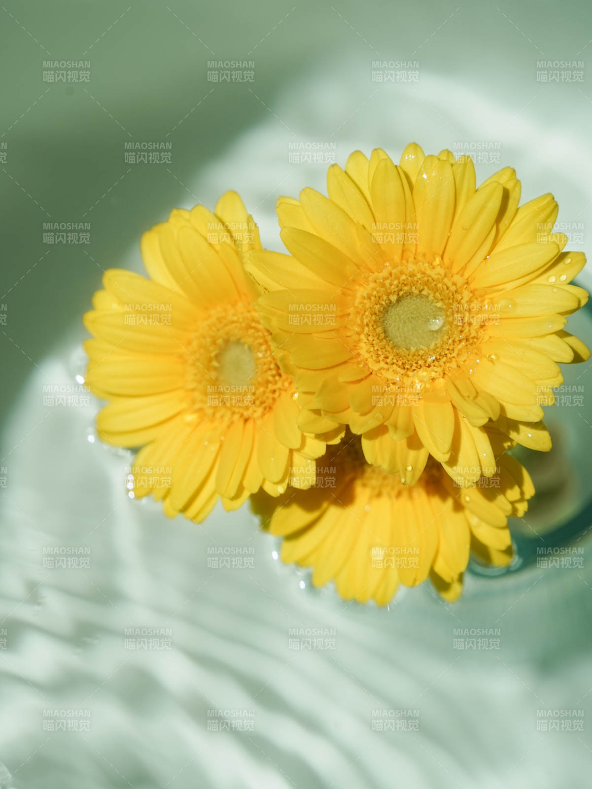 水中綻放的黃色雛菊