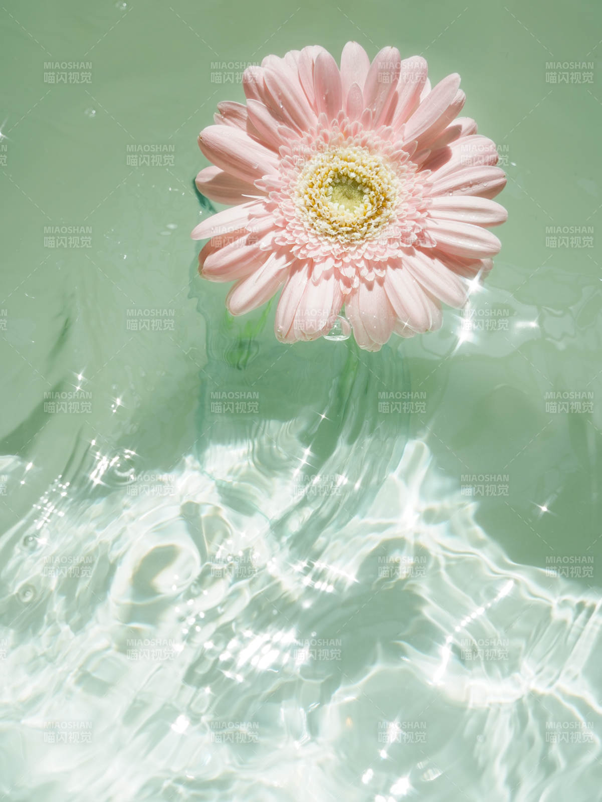 水中綻放的粉色花朵