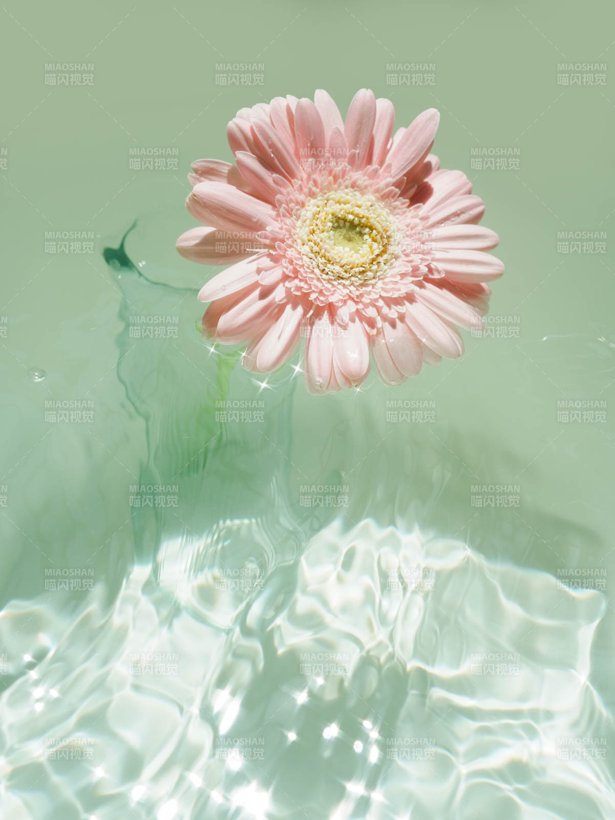 水中粉花 光影輕舞