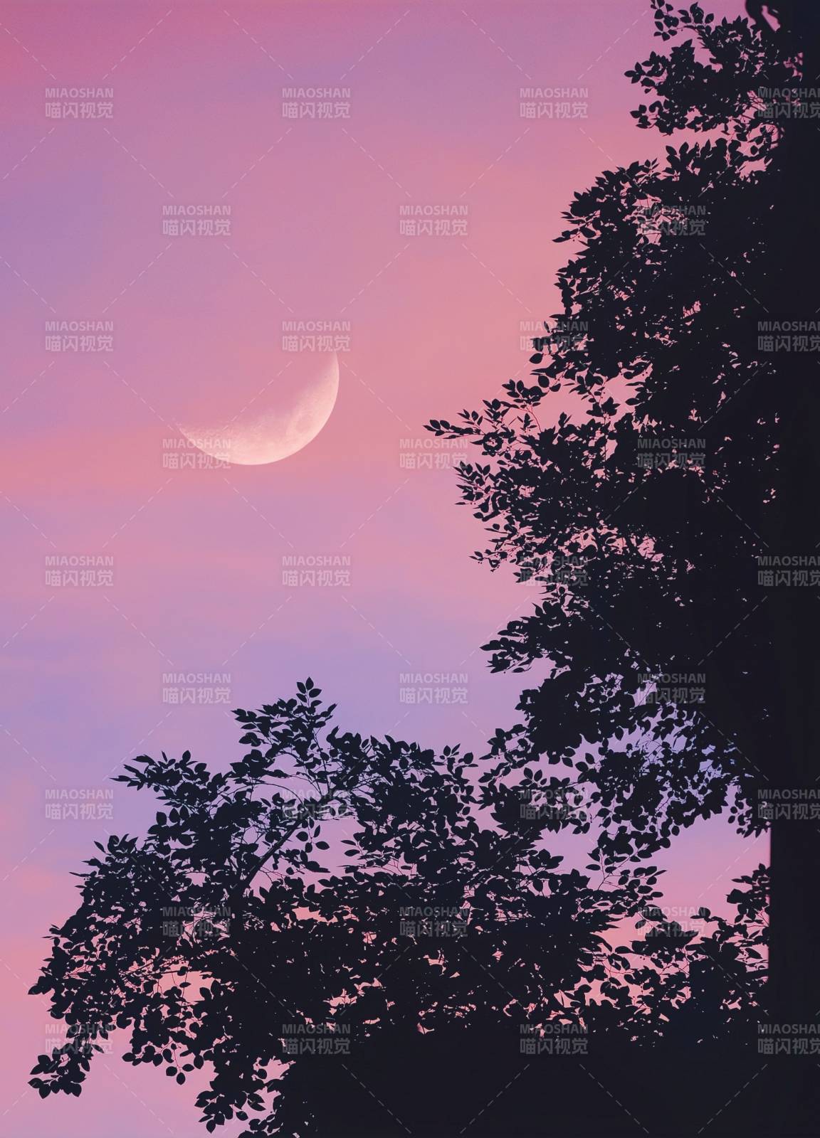 月牙映樹影 暮色溫柔夜