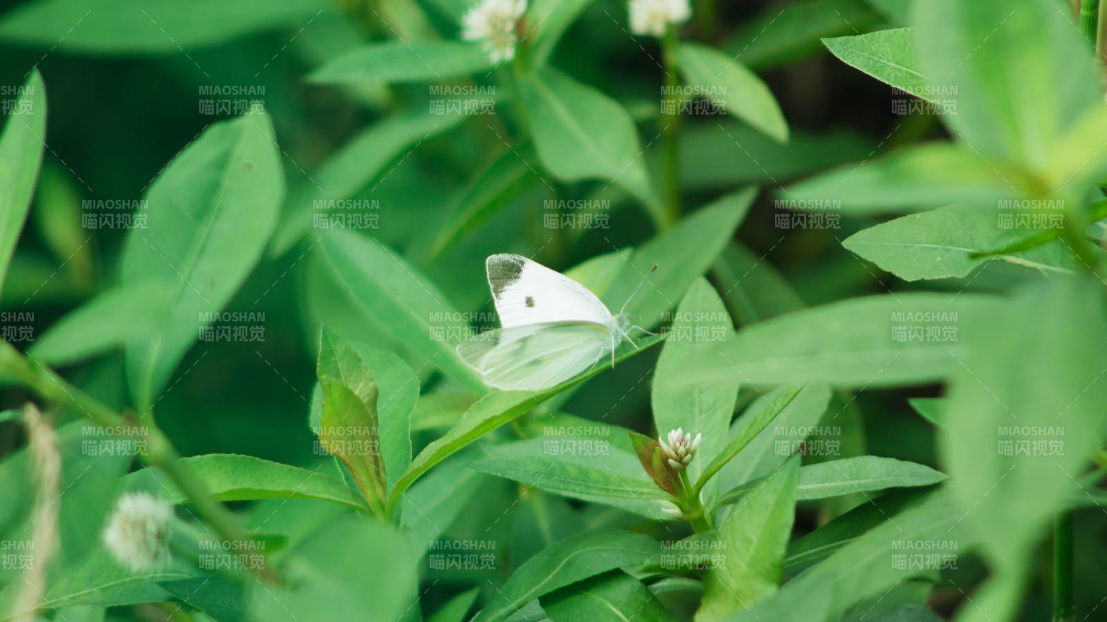 綠葉叢中的白色蝴蝶