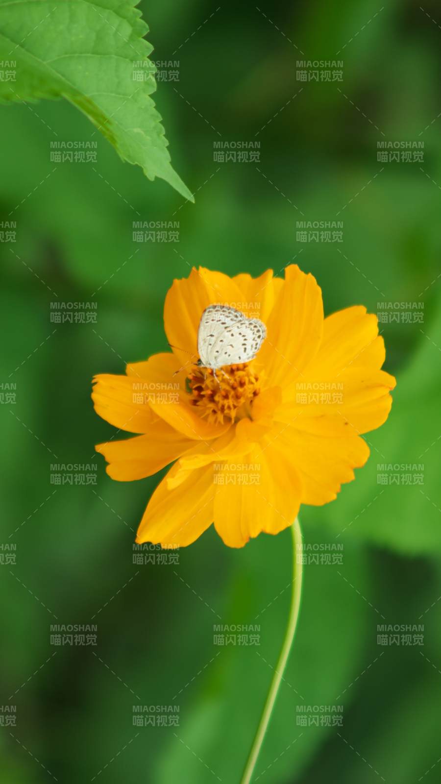蝴蝶停駐黃色花朵上