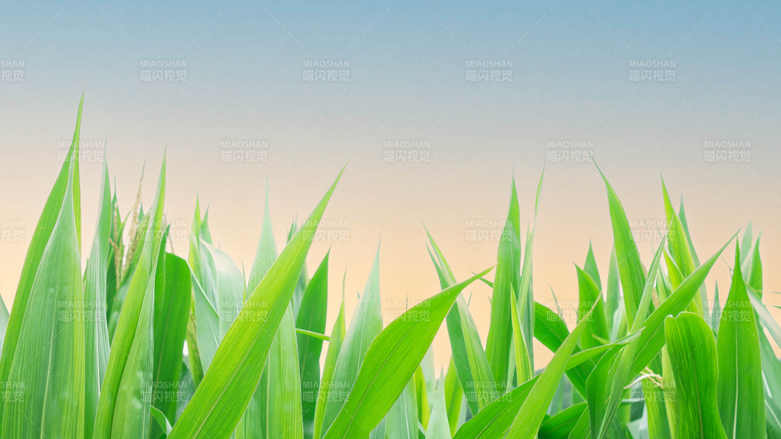 綠葉晨曦 生機盎然