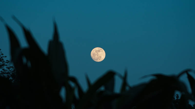 月夜玉米田