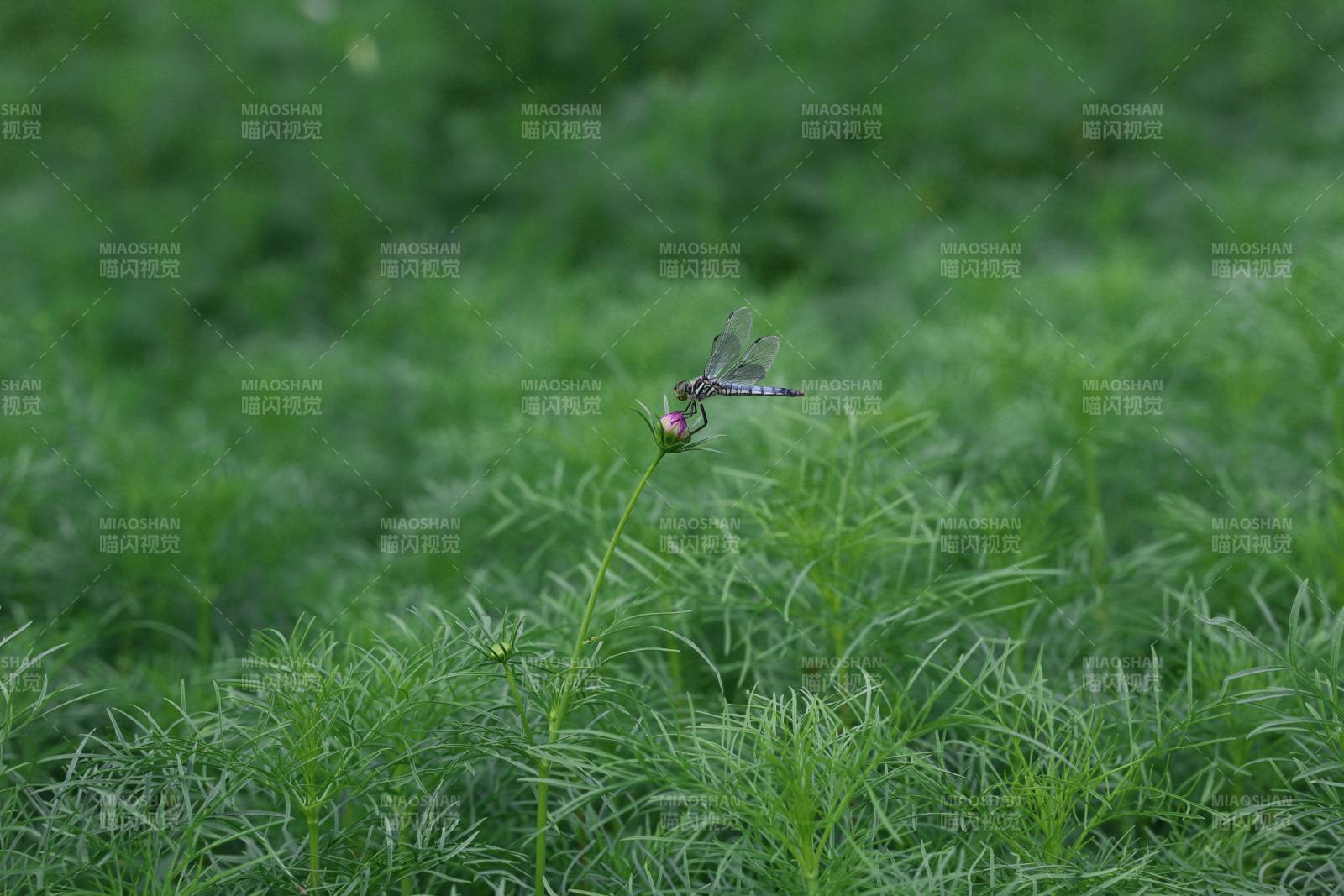 蜻蜓棲息綠草間