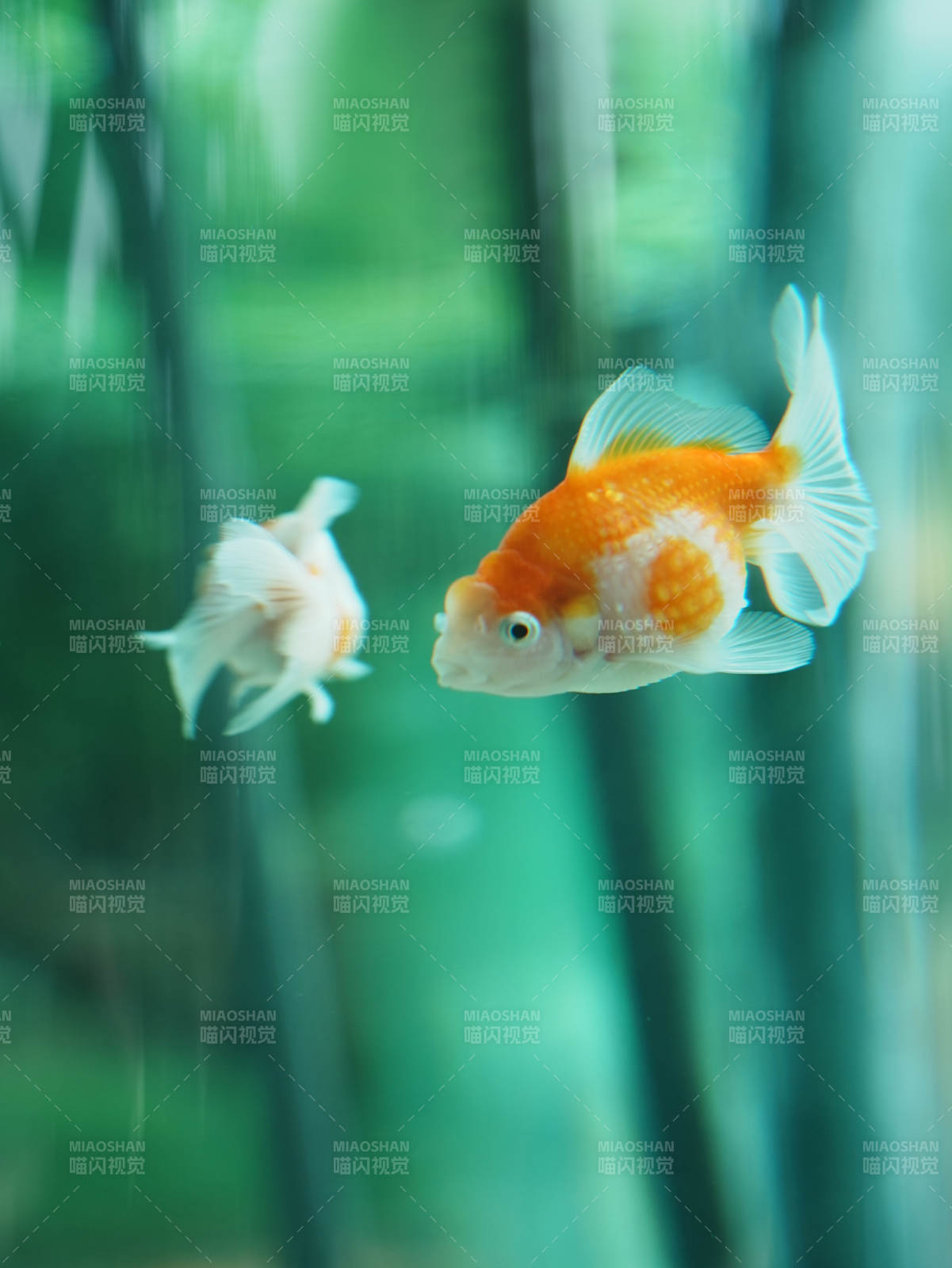 金魚游動(dòng) 水草相伴