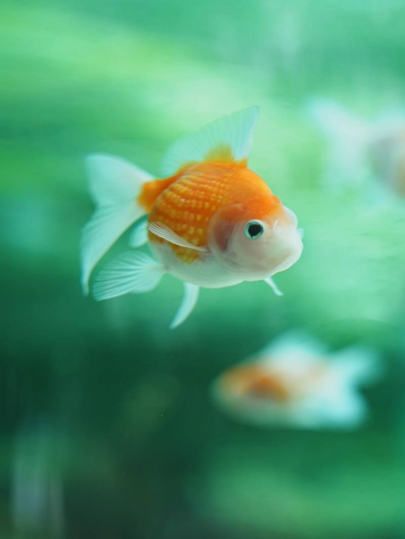 金魚游動水中影