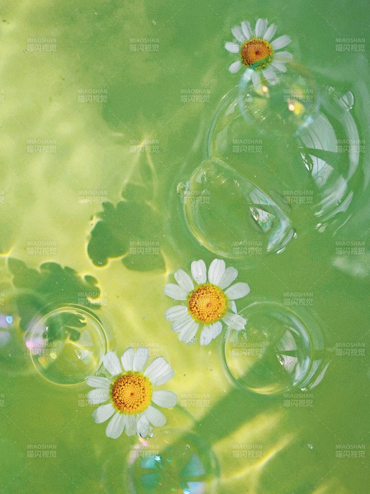 水中雛菊與氣泡的靜謐美