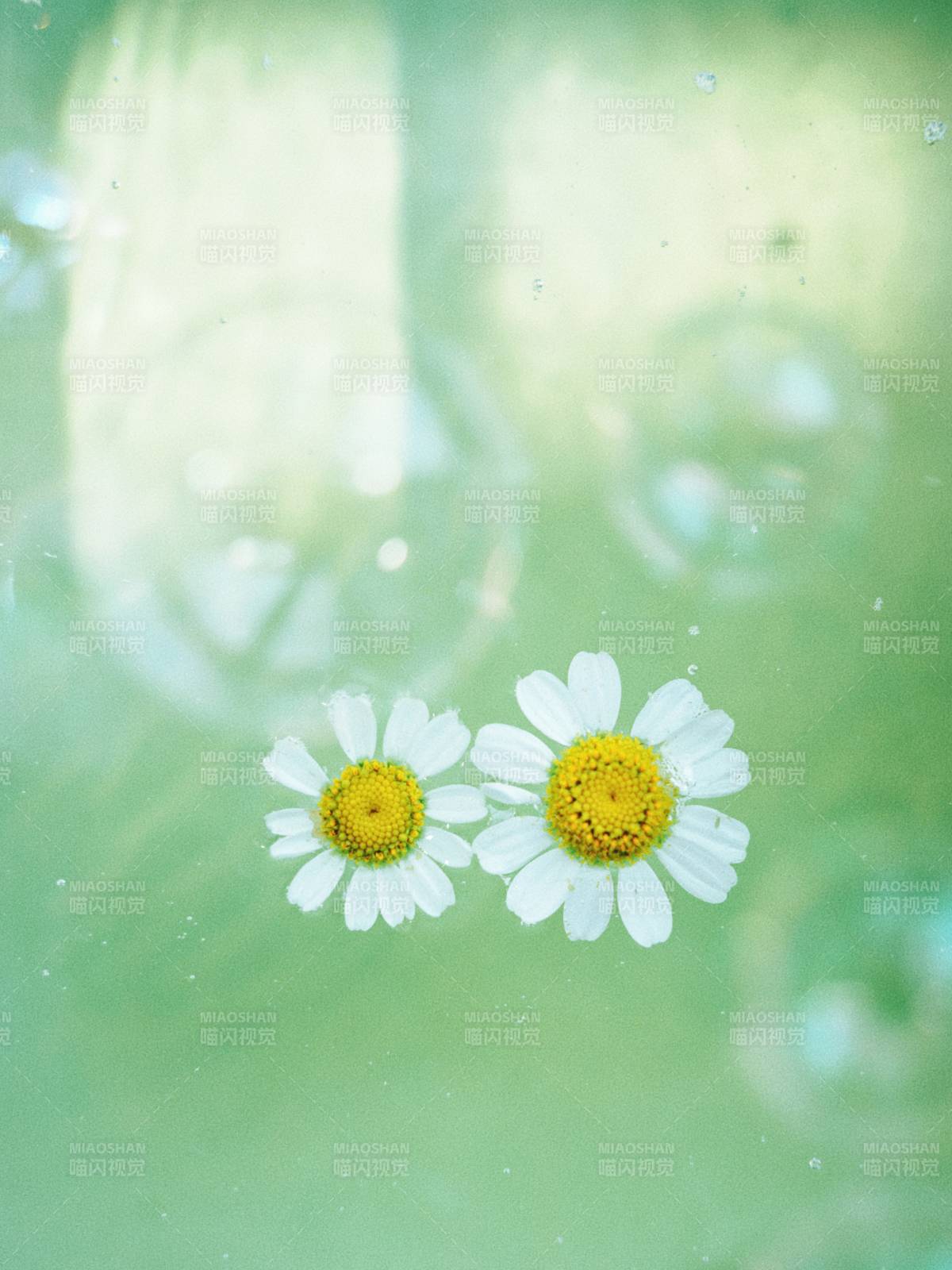 水中雙花 清新自然