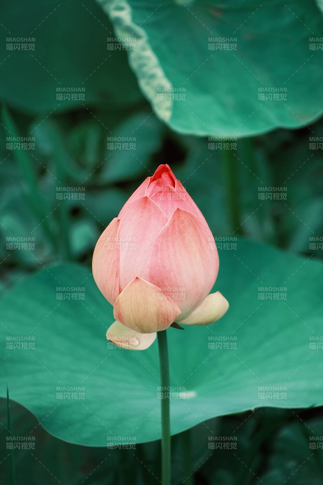 含苞待放的蓮花