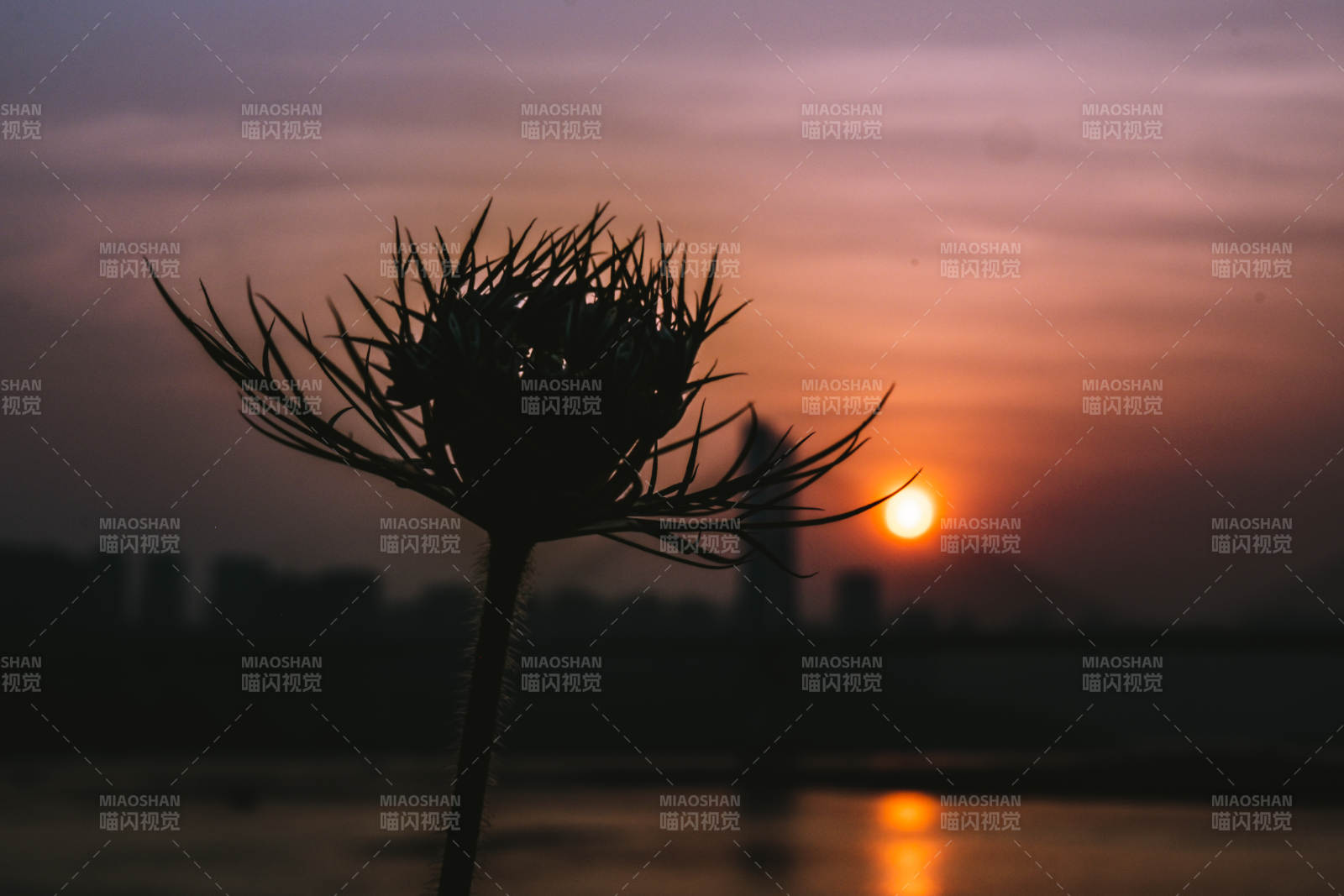 夕陽(yáng)下的剪影花
