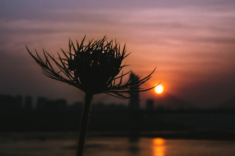 夕陽下的剪影花